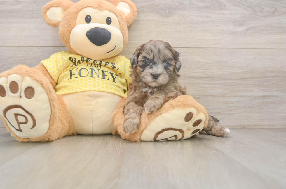5 week old Shih Poo Puppy For Sale - Simply Southern Pups