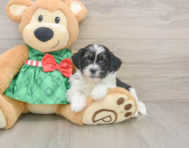 6 week old Shih Poo Puppy For Sale - Simply Southern Pups