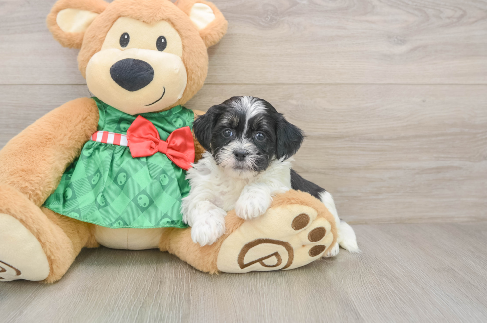 5 week old Shih Poo Puppy For Sale - Simply Southern Pups