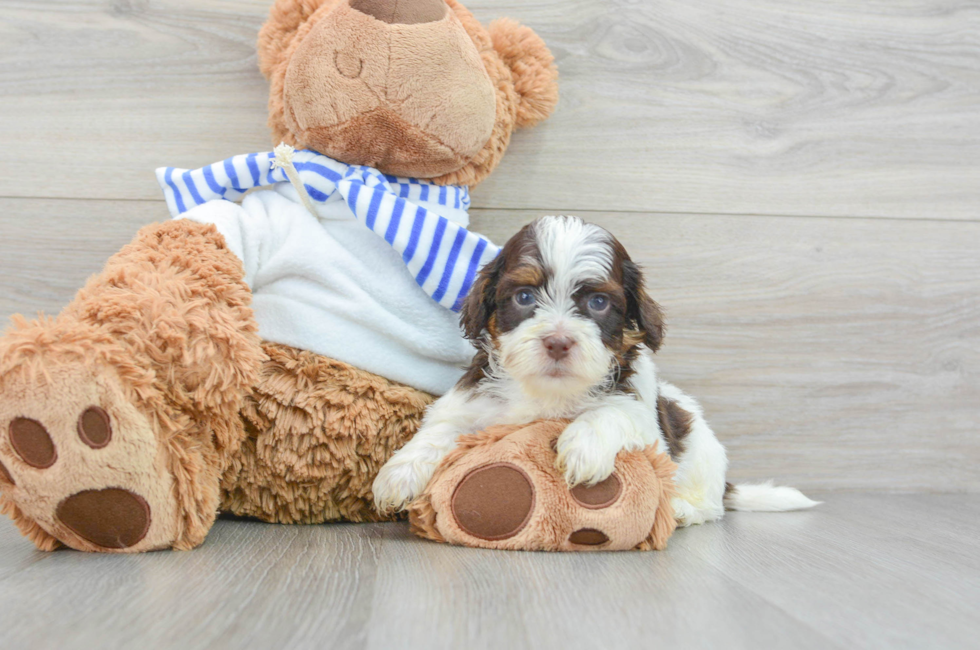 7 week old Shih Poo Puppy For Sale - Simply Southern Pups