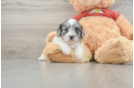 Funny Shih Poo Poodle Mix Pup