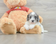 5 week old Shih Poo Puppy For Sale - Simply Southern Pups