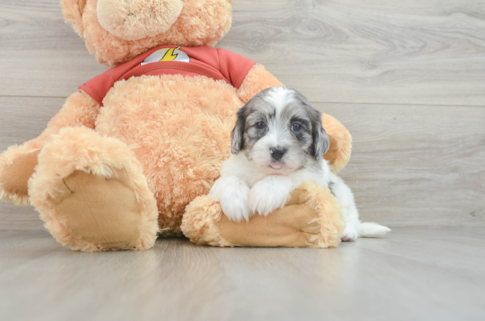 5 week old Shih Poo Puppy For Sale - Simply Southern Pups