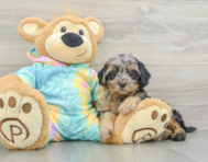 7 week old Shih Poo Puppy For Sale - Simply Southern Pups