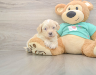 7 week old Shih Poo Puppy For Sale - Simply Southern Pups