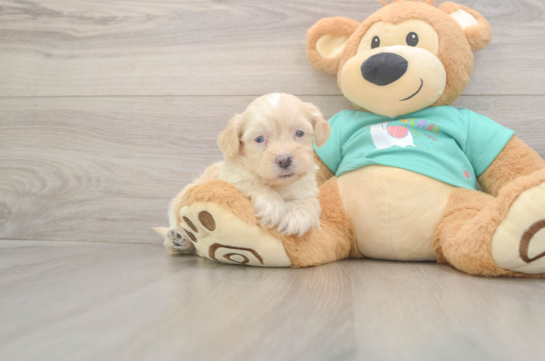 5 week old Shih Poo Puppy For Sale - Simply Southern Pups Shih Poo Puppy for Adoption