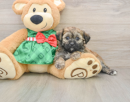 5 week old Shih Poo Puppy For Sale - Simply Southern Pups