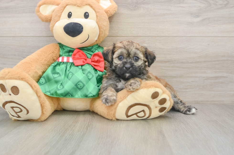 5 week old Shih Poo Puppy For Sale - Simply Southern Pups