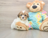5 week old Shih Poo Puppy For Sale - Simply Southern Pups