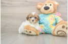 Cute Shih Poo Baby