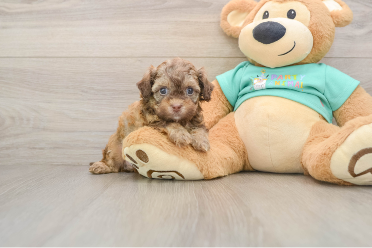 Hypoallergenic Shihpoo Poodle Mix Puppy