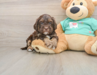 7 week old Shih Poo Puppy For Sale - Simply Southern Pups