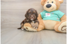 Sweet Shih Poo Baby