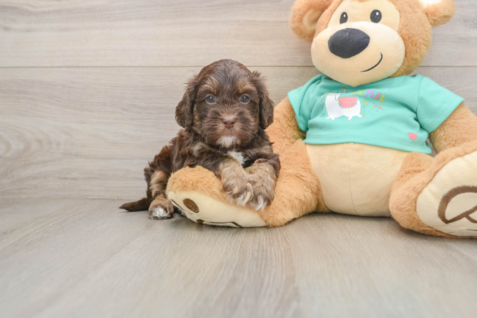Sweet Shih Poo Baby