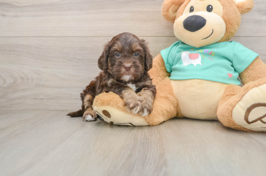 Sweet Shih Poo Baby