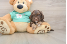 Best Shih Poo Baby