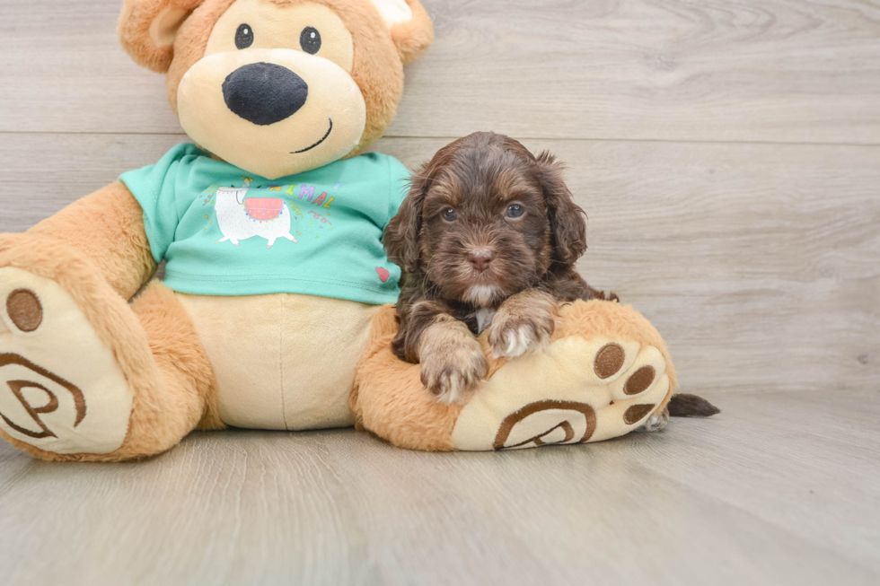 Best Shih Poo Baby