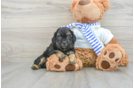 Best Shih Poo Baby