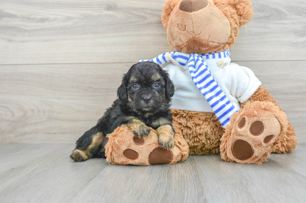 7 week old Shih Poo Puppy For Sale - Simply Southern Pups