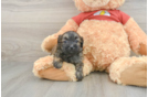 Little Shih Poo Poodle Mix Puppy