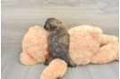 Adorable Shih Poo Poodle Mix Puppy