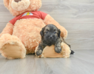 5 week old Shih Poo Puppy For Sale - Simply Southern Pups