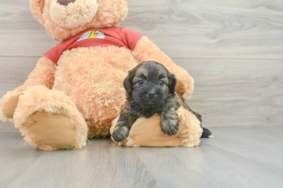 5 week old Shih Poo Puppy For Sale - Simply Southern Pups