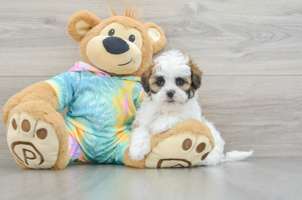 7 week old Shih Poo Puppy For Sale - Simply Southern Pups