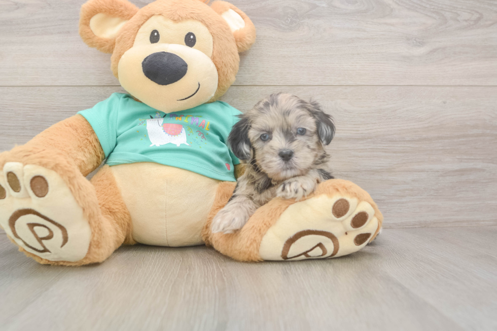Shih Poo Pup Being Cute