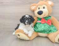 5 week old Shih Poo Puppy For Sale - Simply Southern Pups