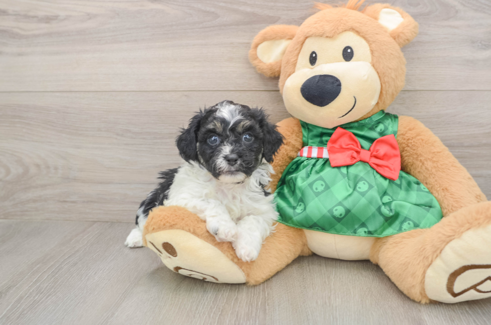 5 week old Shih Poo Puppy For Sale - Simply Southern Pups