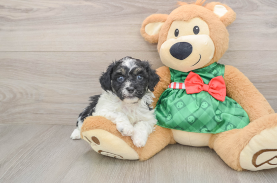 Smart Shih Poo Poodle Mix Pup