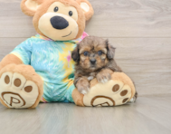 5 week old Shih Poo Puppy For Sale - Simply Southern Pups