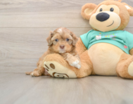 7 week old Shih Poo Puppy For Sale - Simply Southern Pups