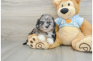 Friendly Shih Poo Baby