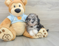 8 week old Shih Poo Puppy For Sale - Simply Southern Pups