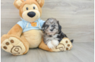 Popular Shih Poo Poodle Mix Pup