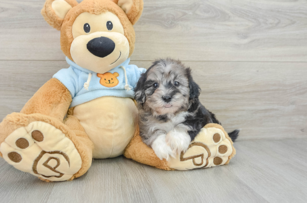 8 week old Shih Poo Puppy For Sale - Simply Southern Pups