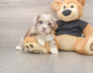 5 week old Shih Poo Puppy For Sale - Simply Southern Pups