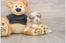 Adorable Shih Poo Poodle Mix Puppy