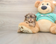 7 week old Shih Poo Puppy For Sale - Simply Southern Pups