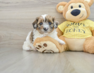 8 week old Shih Poo Puppy For Sale - Simply Southern Pups