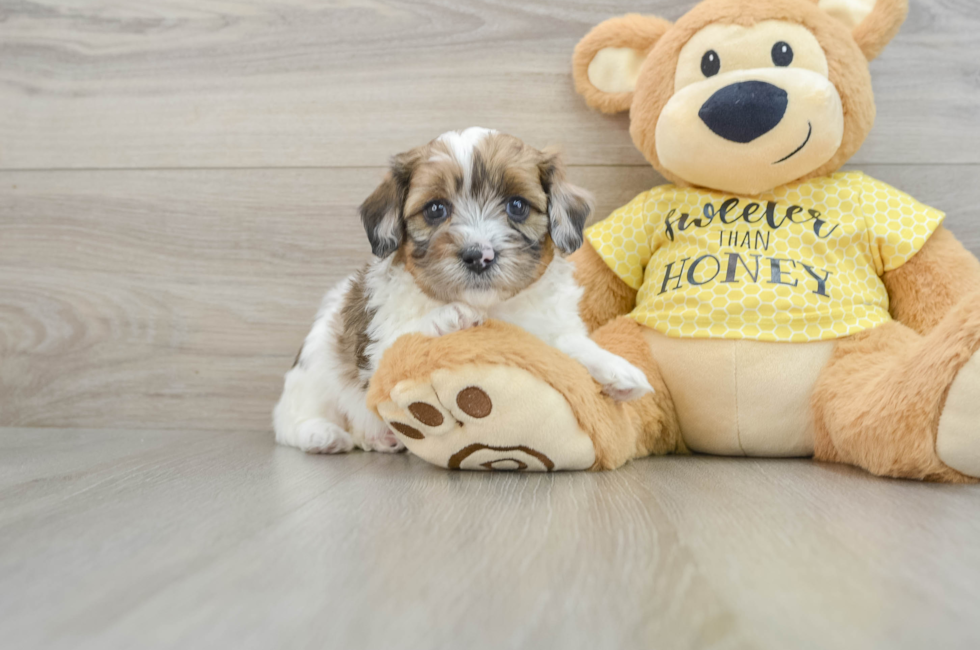 8 week old Shih Poo Puppy For Sale - Simply Southern Pups