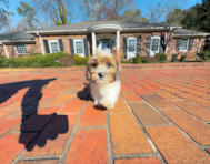 11 week old Shih Poo Puppy For Sale - Simply Southern Pups