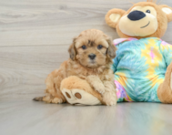 7 week old Shih Poo Puppy For Sale - Simply Southern Pups