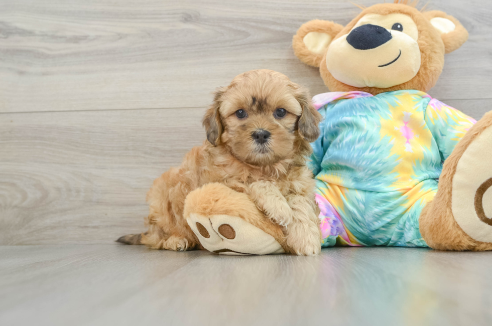 6 week old Shih Poo Puppy For Sale - Simply Southern Pups