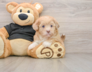 5 week old Shih Poo Puppy For Sale - Simply Southern Pups