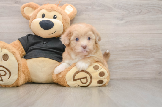 Energetic Shihpoo Poodle Mix Puppy
