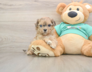 7 week old Shih Poo Puppy For Sale - Simply Southern Pups