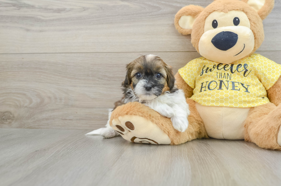 8 week old Shih Poo Puppy For Sale - Simply Southern Pups